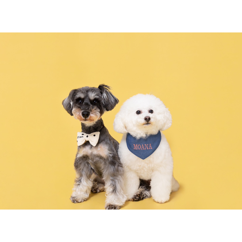 卒業犬のモアナちゃんとりあんちゃんの近況♪